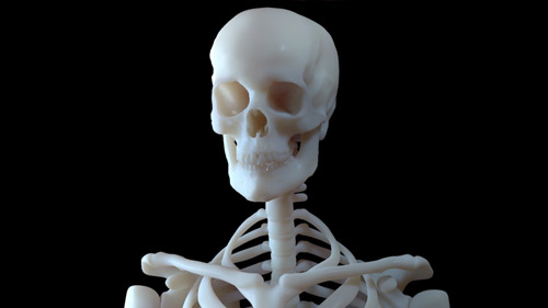 Иллюстрация скелета человека